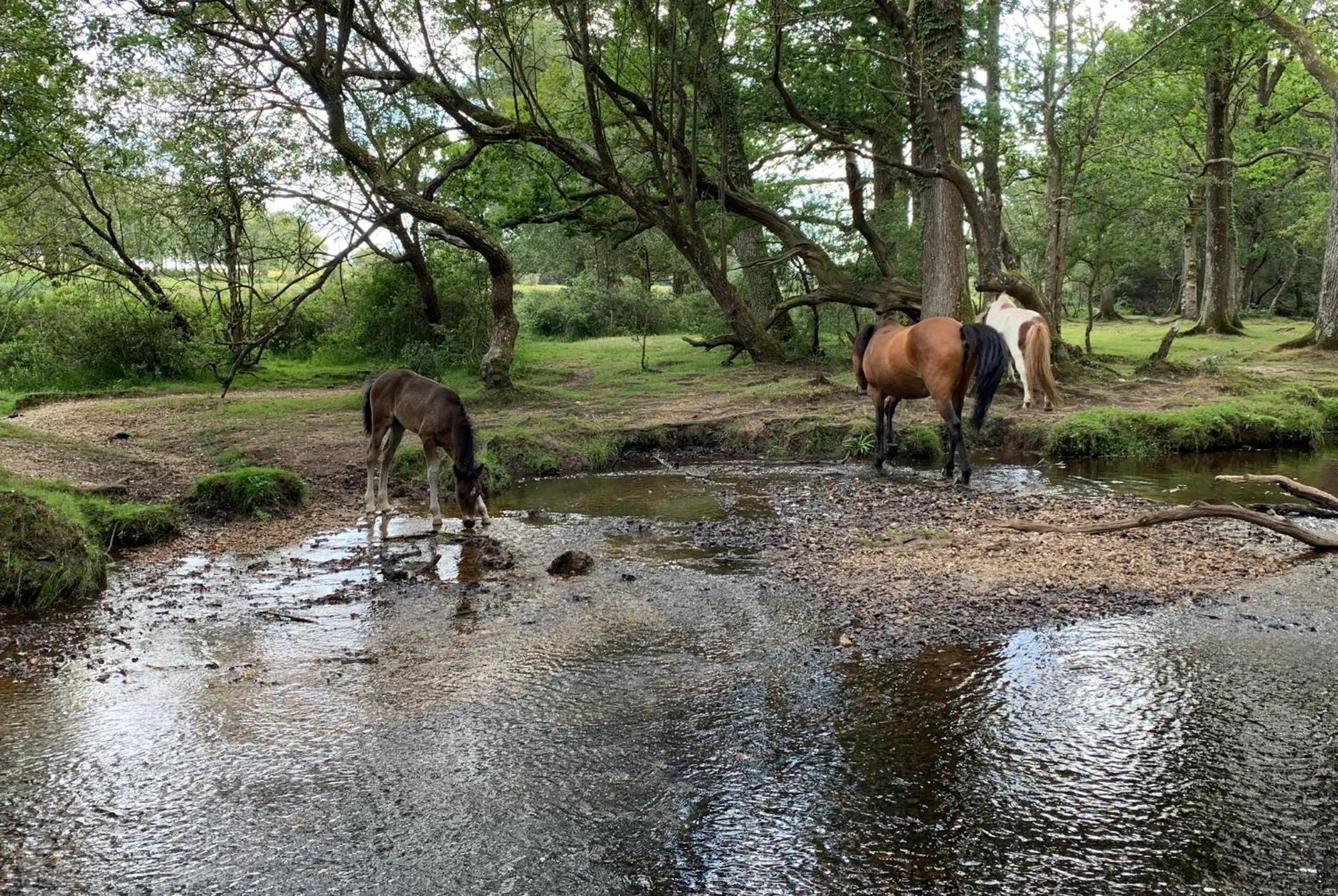 Central And Cosy Brockenhurst Flat ภายนอก รูปภาพ