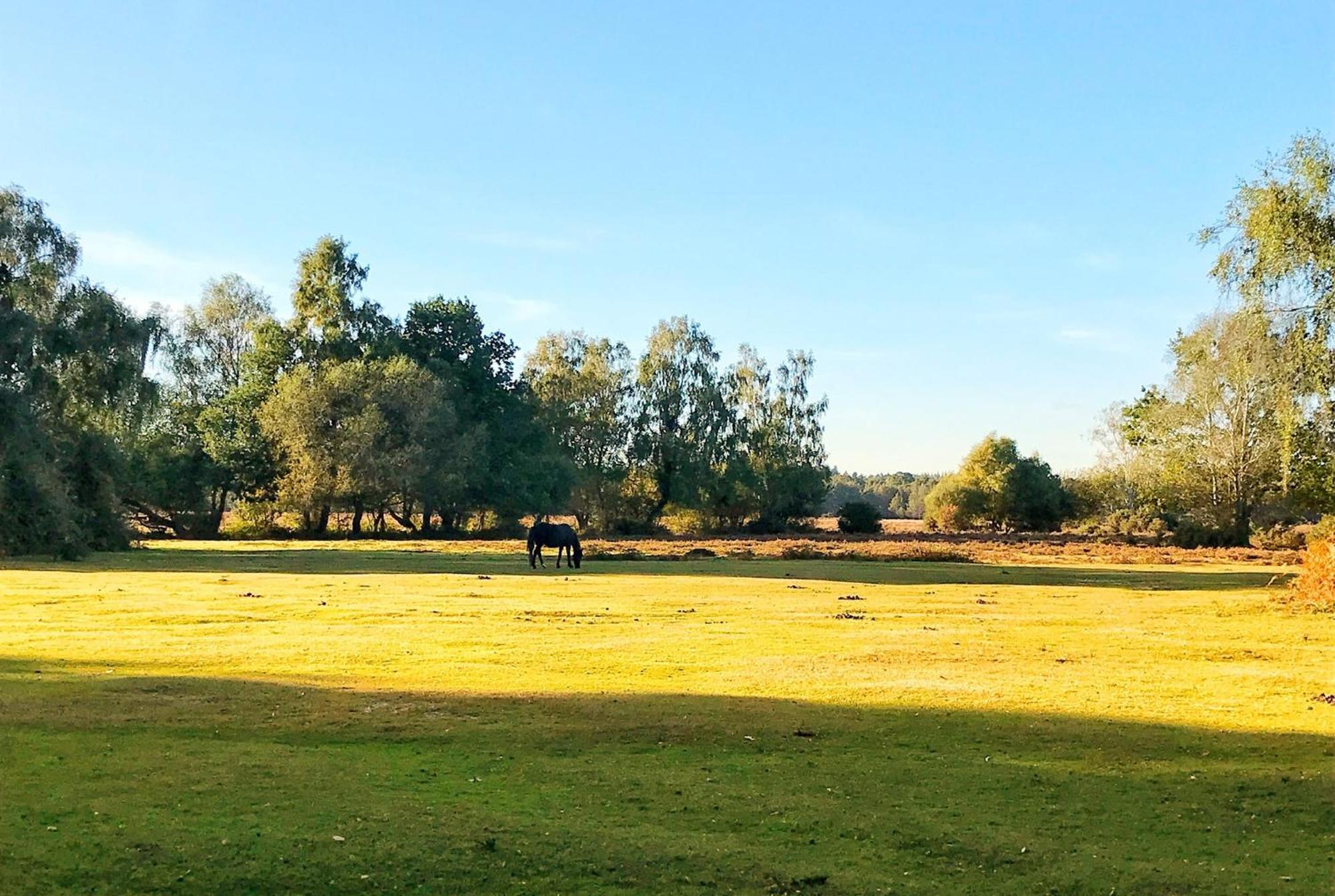 Central And Cosy Brockenhurst Flat ภายนอก รูปภาพ